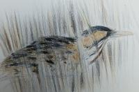 Botaurus stellaris