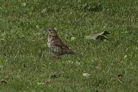 Turdus philomelos