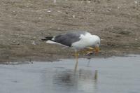 Larus michahellis