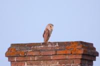 Tyto alba