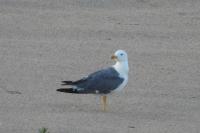 Larus fuscus graellsii