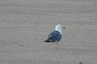 Larus fuscus graellsii