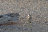Burhinus oedicnemus