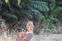 Athene noctua