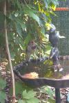 Passer domesticus