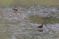Calidris pugnax