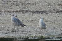 Larus michahellis