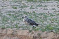 Larus michahellis