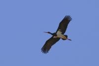 Ciconia nigra