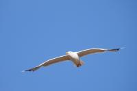Larus michahellis