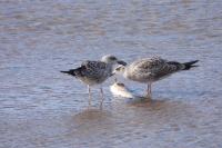 Larus michahellis