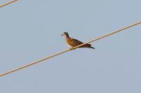 Streptopelia turtur