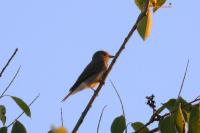 Muscicapa striata