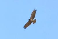 Circaetus gallicus