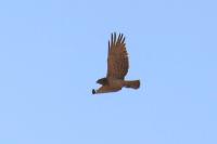 Circaetus gallicus