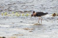 Calidris pugnax