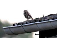 Athene noctua