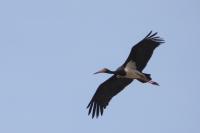 Ciconia nigra