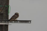 Athene noctua