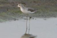 Tringa nebularia