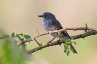 Muscicapa striata