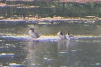 Mergus merganser
