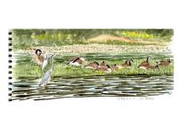 Branta canadensis