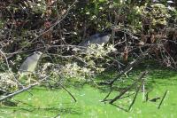 Nycticorax nycticorax