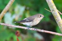 Ficedula hypoleuca