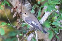 Ficedula hypoleuca