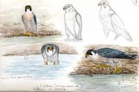 Falco peregrinus