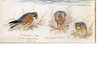 Falco columbarius