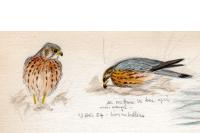 Falco columbarius