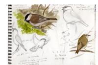 Poecile montanus