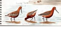 Limosa lapponica