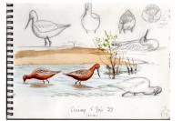 Limosa lapponica