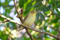Phylloscopus trochilus