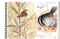 Cisticola juncidis
