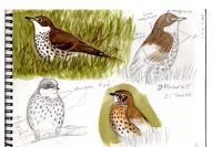 Turdus philomelos