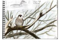 Falco peregrinus