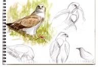 Circaetus gallicus