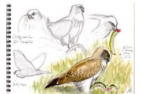 Circaetus gallicus
