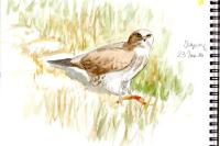Circaetus gallicus
