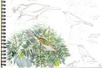 Phylloscopus bonelli