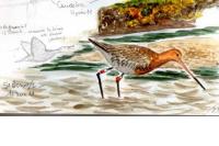 Limosa limosa