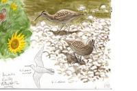 Numenius phaeopus