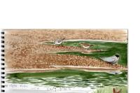 Calidris alba
