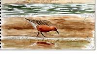 Calidris canutus