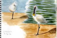 Platalea leucorodia