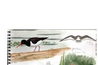 Haematopus ostralegus